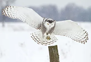 <b class=qtipBold><figcaption>Snowy Owl Landing</figcaption></b><br><em>© JIm Cumming</em> Snowy Owl Landing