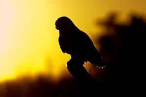 <b class=qtipBold><figcaption>Snowy Owl Silhouette</figcaption></b><br><em>© JIm Cumming</em> Snowy Owl Silhouette