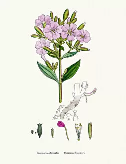 Soapwort Gallery: Soapwort medicinal plant containing saponin