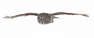 <b class=qtipBold><figcaption>Soaring</figcaption></b><br>Taken near Gatineau, Quebec. Me and some friends went out looking for owls for a few hours and we were nicely rewarded.<br><em>© Jim Cumming</em> Soaring