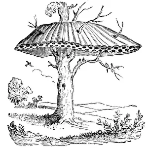 Sociable Weaver-bird, or Republican-bird nest Sociable Weaver-bird, or Republican-bird nest