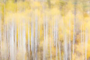Soft focus on Aspens, Kebler Pass, Colorado, USA Soft focus on Aspens, Kebler Pass, Colorado, USA