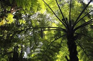 Soft tree fern, Man fern or Tasmanian tree fern (Dicksonia antarctica), Australia Soft tree fern, Man fern or Tasmanian tree fern (Dicksonia antarctica), Australia