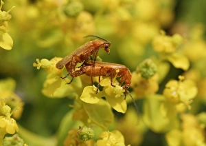 Soldier beetles -Cantharidae- mating on a Spurge flower -Euphorbia acanthothamnos-, Datca, Datca Peninsula Soldier beetles -Cantharidae- mating on a Spurge flower -Euphorbia acanthothamnos-, Datca, Datca Peninsula