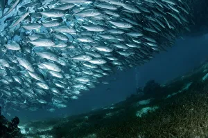 <b class=qtipBold><figcaption>Solid wall of fish</figcaption></b><br>Solid wall of fish almost completely blocking sunlight.<br><em>© Andrey Narchuk</em> Solid wall of fish
