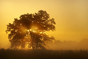 Solitary oak tree in the sunrise on the Elbe meadows, Middle Elbe Biosphere Reserve near Solitary oak tree in the sunrise on the Elbe meadows, Middle Elbe Biosphere Reserve near
