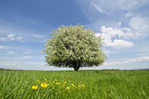 Solitary Pear Tree -Pyrus communis- in blossom on a meadow, Thuringia, Germany Solitary Pear Tree -Pyrus communis- in blossom on a meadow, Thuringia, Germany