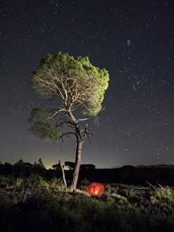 Solitary pine in the mount a night of stars with a red umbrella Solitary pine in the mount a night of stars with a red umbrella
