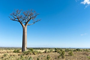 Toliara Gallery: Solitary tall Baobab tree -Adansonia digitata-, vast landscape near Tulear or Toliara, Madagascar