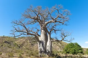 Toliara Gallery: Solitary thick Baobab tree -Adansonia digitata- with strong branches, near Tulear or Toliara