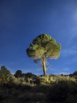 Solitary tree in the mountain in the night, illuminated by the full moon Solitary tree in the mountain in the night, illuminated by the full moon