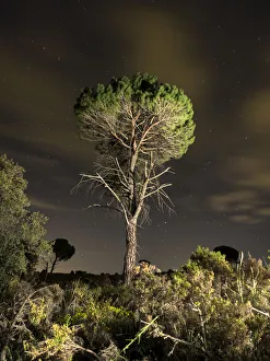 Solitary tree in the mountains with starry night Solitary tree in the mountains with starry night