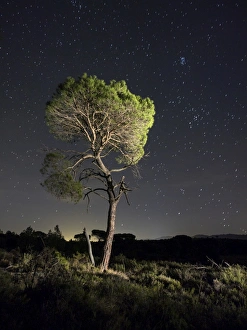 Solitary tree (pine), in the mountain in the night, illuminated by the full moon Solitary tree (pine), in the mountain in the night, illuminated by the full moon