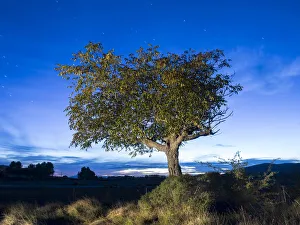 Solitary tree (walnut), in the country in the night, illuminated by the full moon Solitary tree (walnut), in the country in the night, illuminated by the full moon