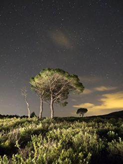 Solitary trees in a forest in the night with stars Solitary trees in a forest in the night with stars