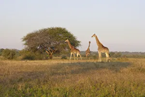 Images Dated 5th June 2010: solitude, animal behavior, animals in the wild, attraction, blue sky, carefree, color