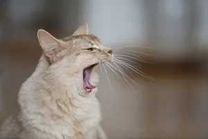 Somali cat, sorrel-silver, portrait, yawning Somali cat, sorrel-silver, portrait, yawning