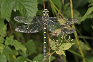 Sombre Goldenring -Cordulegaster bidentatus-, Untergroeningen, Baden-Wuerttemberg Sombre Goldenring -Cordulegaster bidentatus-, Untergroeningen, Baden-Wuerttemberg