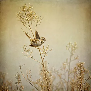 <b class=qtipBold><figcaption>Song sparrow</figcaption></b><br>Song sparrow perching on tree branch.<br><em>© 2012 Susan Gary</em> Song sparrow