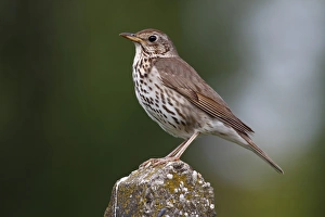 Song Thrush -Turdus philomelos-, perched on stone pillar, Lake Neusiedl, Burgenland Song Thrush -Turdus philomelos-, perched on stone pillar, Lake Neusiedl, Burgenland