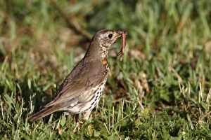 Song Thrush -Turdus philomelos- with earthworm in beak, Lake Neusiedl, Burgenland Song Thrush -Turdus philomelos- with earthworm in beak, Lake Neusiedl, Burgenland