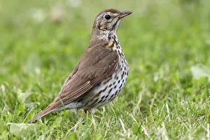 Song Thrush -Turdus philomelos- standing on a mown lawn, Lake Neusiedl, Burgenland Song Thrush -Turdus philomelos- standing on a mown lawn, Lake Neusiedl, Burgenland