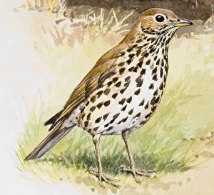 Song thrush (Turdus philomelos), standing, side view Song thrush (Turdus philomelos), standing, side view