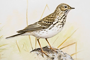 Song thrush (Turdus philomelos), side view Song thrush (Turdus philomelos), side view
