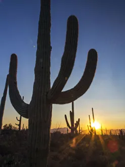USA, Arizona, Saguaro National Park. Sunset on desert landscape