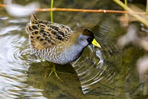Sora bird (Crake) (Porzana carolina) waterbird Sora bird (Crake) (Porzana carolina) waterbird