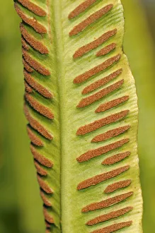 Sori on the bottom side of a fern frond, Harts-tongue Fern -Asplenium scolopendrium Sori on the bottom side of a fern frond, Harts-tongue Fern -Asplenium scolopendrium