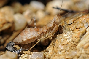 South African Ground Mantis -Ligariella-, Goegap Nature Reserve, Namaqualand, South Africa, Africa South African Ground Mantis -Ligariella-, Goegap Nature Reserve, Namaqualand, South Africa, Africa