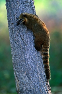 South American Coati (Nasua nasua) on tree trunk, Pantanal, Brazil South American Coati (Nasua nasua) on tree trunk, Pantanal, Brazil