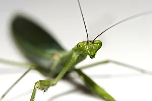 South American Green Mantis -Oxyopsis gracilis-, Tambopata Nature Reserve South American Green Mantis -Oxyopsis gracilis-, Tambopata Nature Reserve