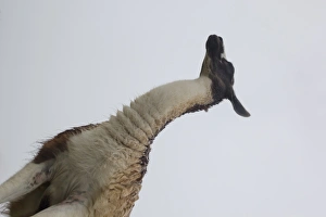 South American mammal called Llama (camelidae) South American mammal called Llama (camelidae)