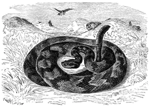 South American rattlesnake (Crotalus durissus) South American rattlesnake (Crotalus durissus)