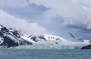 <b class=qtipBold><figcaption>South Georgia glacier</figcaption></b><br>A glacier calves into the Scoatia Sea along the southern coastline of South Georgia Island.<br><em>© Ben Cranke</em> South Georgia glacier