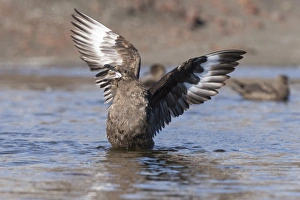 South Polar Skua -Stercorarius maccormicki-, showing white wing patches South Polar Skua -Stercorarius maccormicki-, showing white wing patches