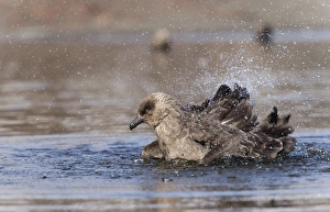 South Polar Skua -Stercorarius maccormicki- in water, bathing, Whalers Bay, Deception Island South Polar Skua -Stercorarius maccormicki- in water, bathing, Whalers Bay, Deception Island