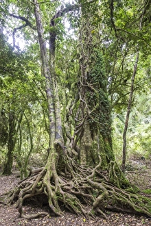 Southern Beech -Nothofagus- with a branched root system, Puyehue National Park, Los Lagos Region Southern Beech -Nothofagus- with a branched root system, Puyehue National Park, Los Lagos Region