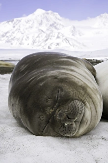 Southern elephant seal weaner pup asleep on beach Southern elephant seal weaner pup asleep on beach