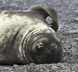Southern elephant seal weaner pup resting on beach Southern elephant seal weaner pup resting on beach
