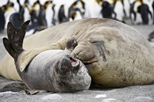 Southern Elephant Seals (Mirounga leonina) Southern Elephant Seals (Mirounga leonina)