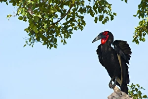 Southern Ground Hornbill -Bucorvus leadbeateri-, Maasai Mara, Kenya