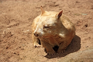 Southern Hairy-nosed Wombat -Lasiorhinus latifrons-, adult, South Australia, Australia Southern Hairy-nosed Wombat -Lasiorhinus latifrons-, adult, South Australia, Australia