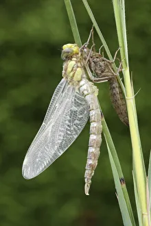 Southern Hawker or Blue Darner (Aeshna cyanea), dragonfly hatching from the larvae skin Southern Hawker or Blue Darner (Aeshna cyanea), dragonfly hatching from the larvae skin