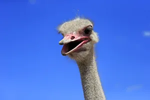 Southern Ostrich -Struthio camelus australis-, adult male, portrait, Little Karoo Southern Ostrich -Struthio camelus australis-, adult male, portrait, Little Karoo