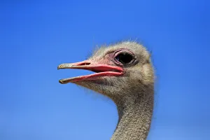 Southern Ostrich -Struthio camelus australis-, adult male, portrait, Little Karoo Southern Ostrich -Struthio camelus australis-, adult male, portrait, Little Karoo