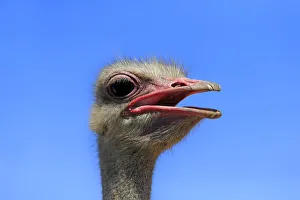 Southern Ostrich -Struthio camelus australis-, adult male, portrait, Little Karoo Southern Ostrich -Struthio camelus australis-, adult male, portrait, Little Karoo