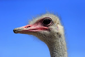 Southern Ostrich -Struthio camelus australis-, adult male, portrait, Little Karoo Southern Ostrich -Struthio camelus australis-, adult male, portrait, Little Karoo